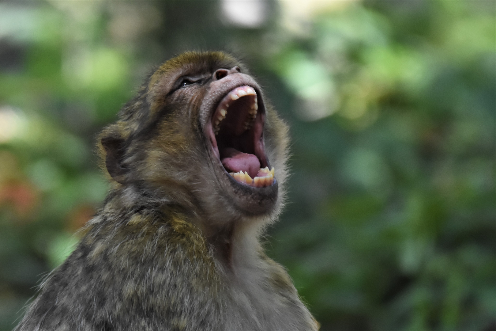 Montagne des singes en Alsace