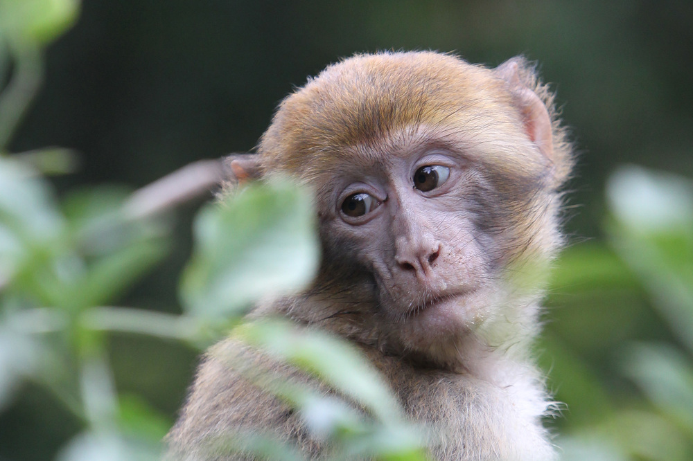 Montagne des Singes, Kintzheim 1