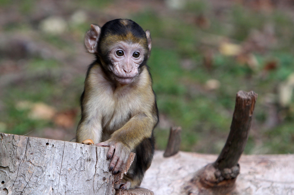 Montagne des Singes, Kintzheim 2