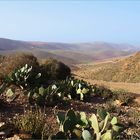 Montagnes de figuiers de Barbarie -- Feigenkaktusberge.