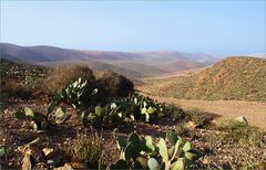 Montagnes de figuiers de Barbarie -- Feigenkaktusberge.