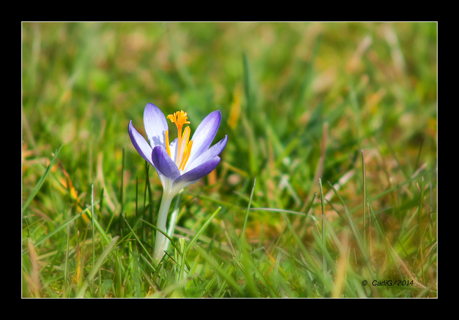 Montags Blümchen