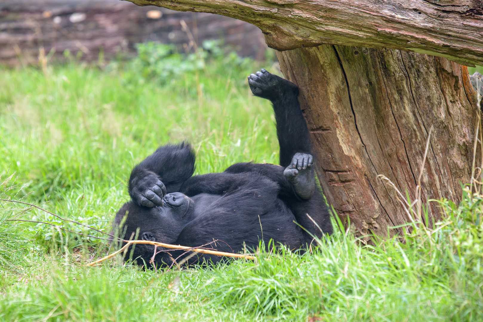 Montags im Zoo ... hab ich einen Schädel