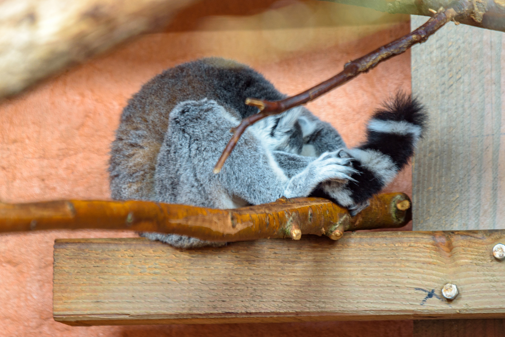 Montags im Zoo ... lasst mich bloß in Ruhe