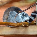 Montags im Zoo ... lasst mich bloß in Ruhe