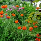 Montags -Mohn