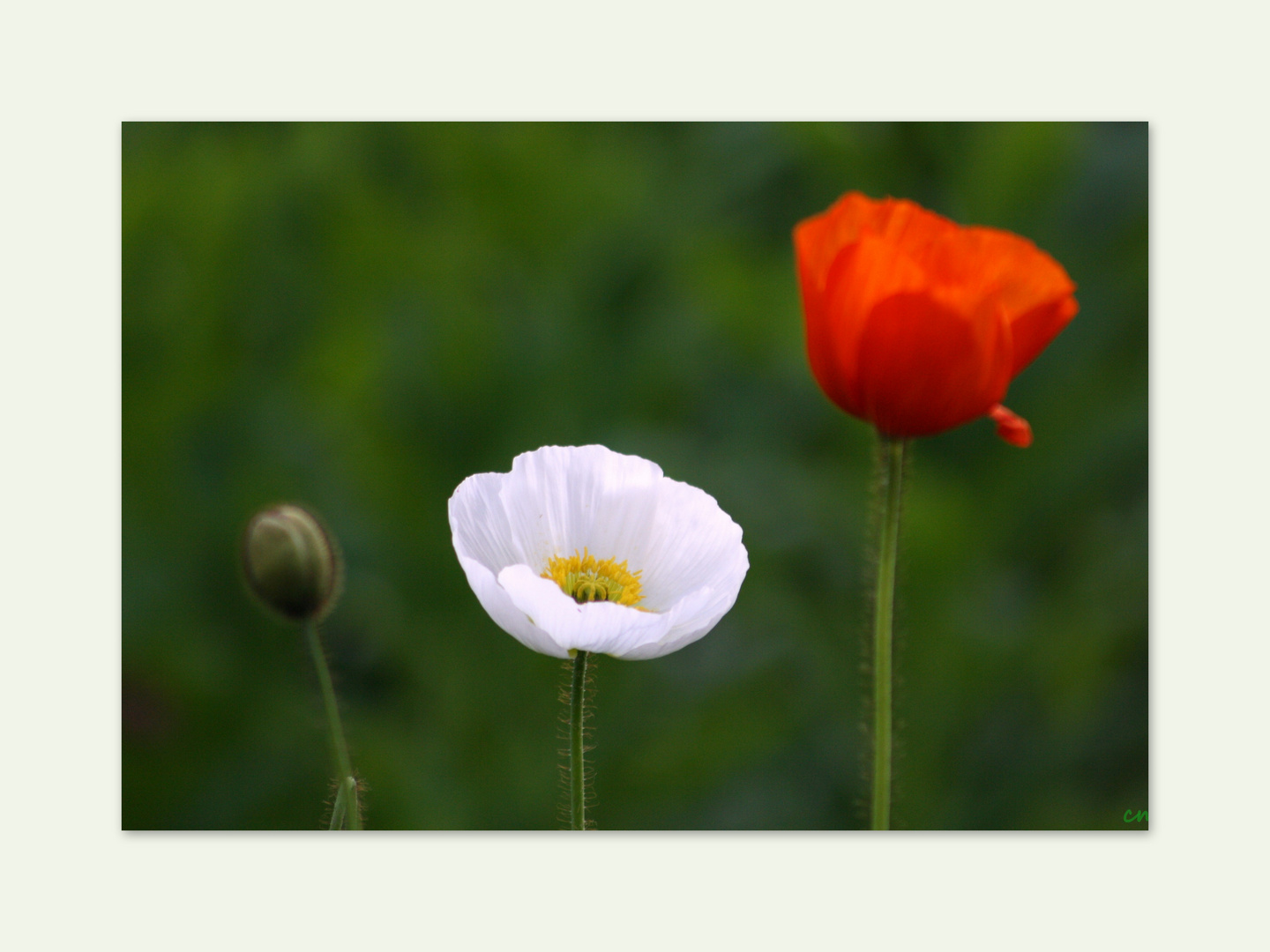 Montags - Mohn