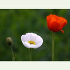 Montags - Mohn