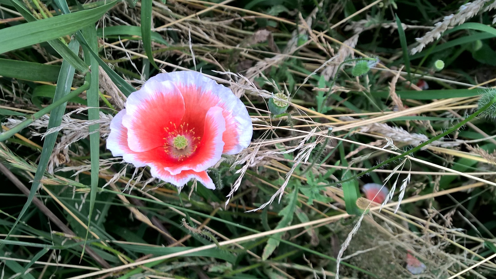 Montags Mohn