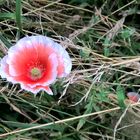 Montags Mohn