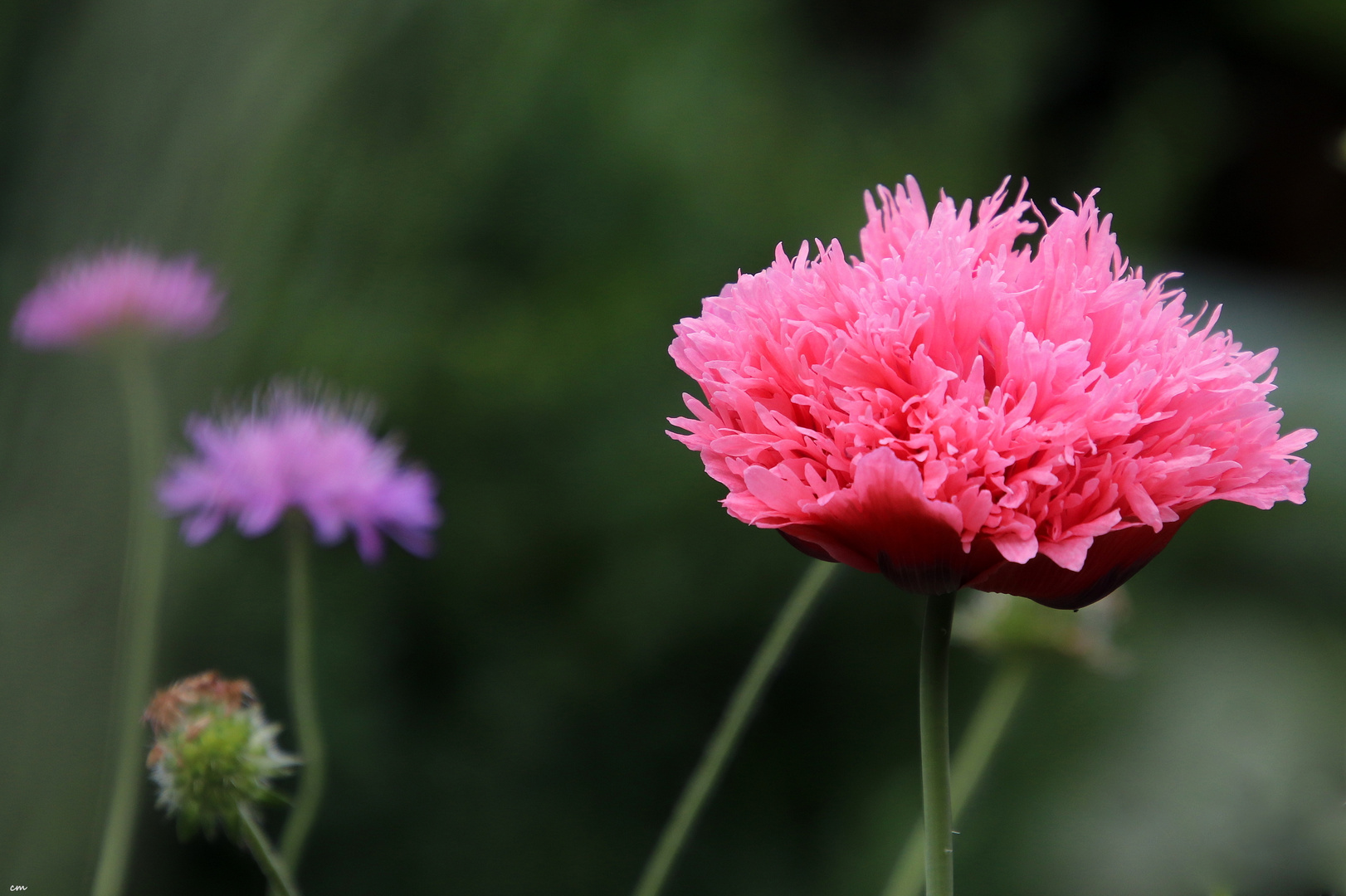 ° Montags-Mohn°