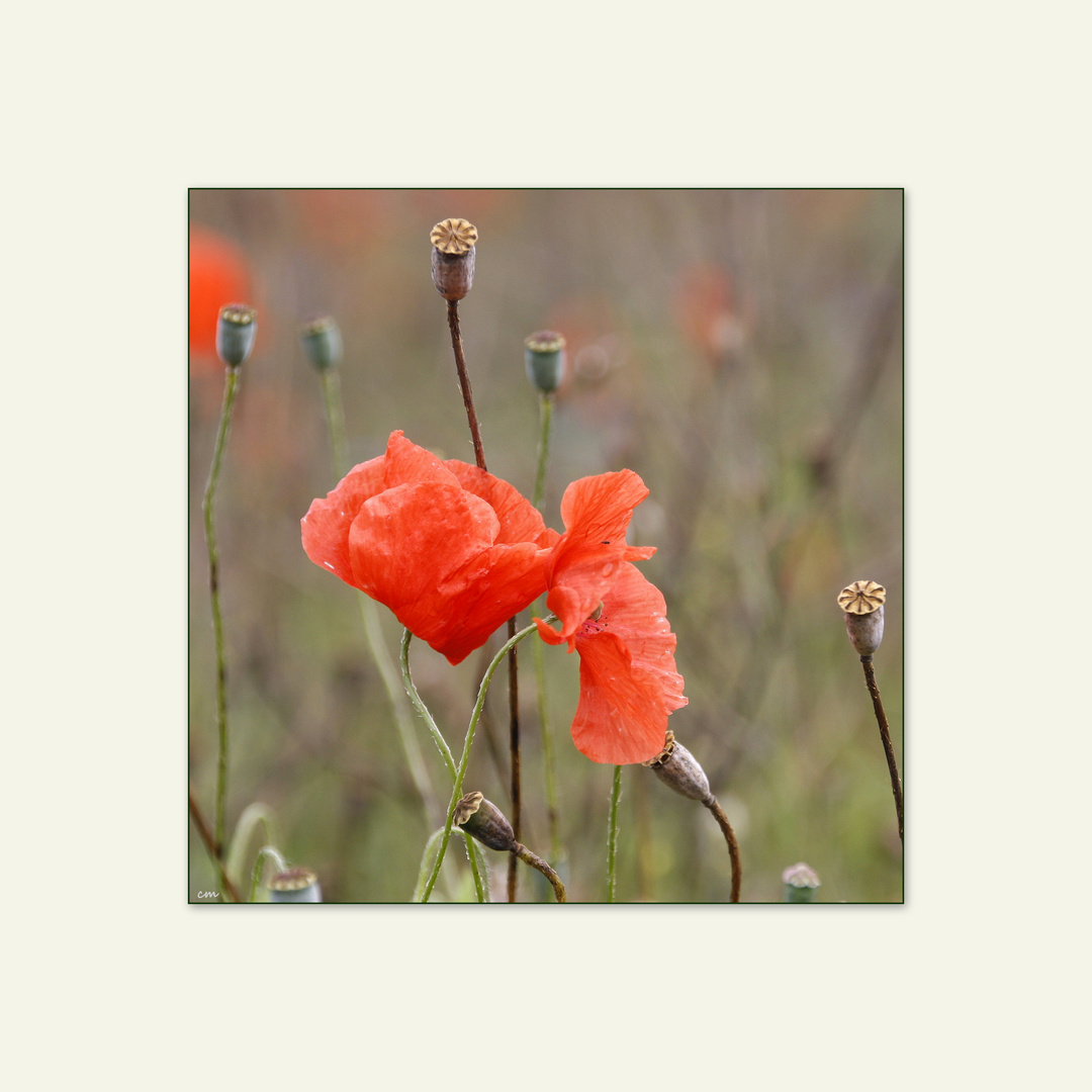 ° Montags - Mohn °