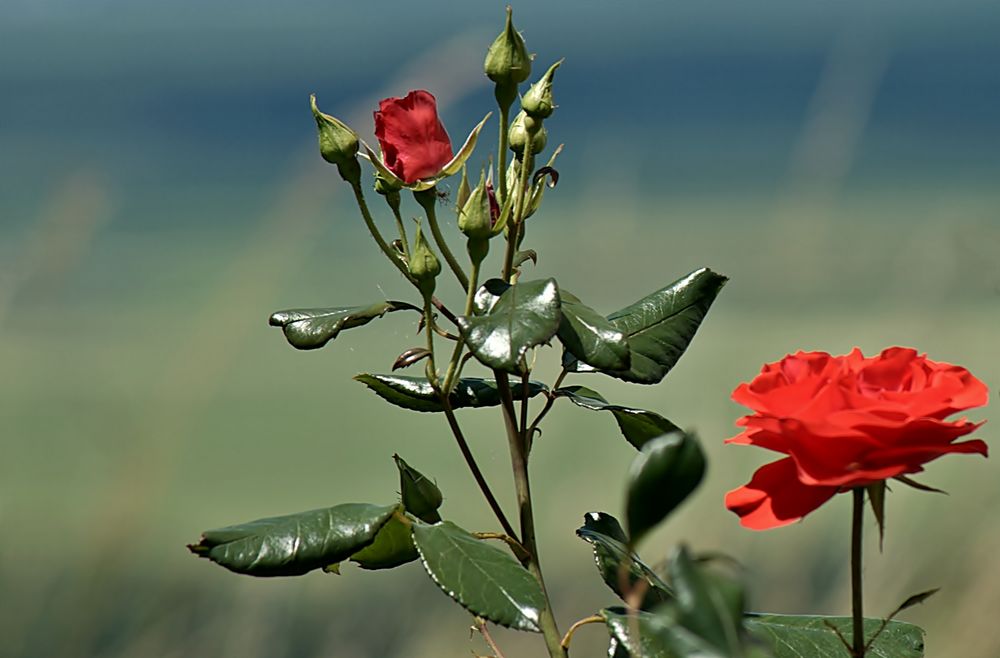 ~~~ Montags - Rosen ~~~