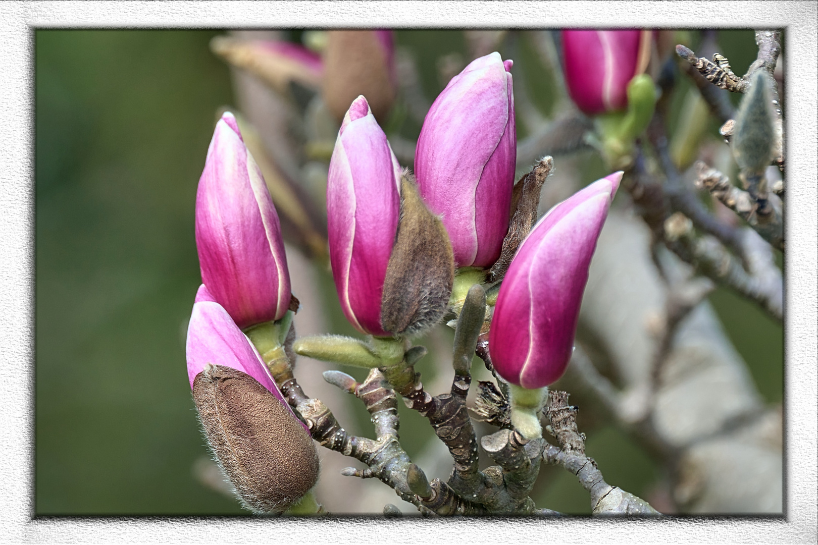 Montags Tulpenmagnolien