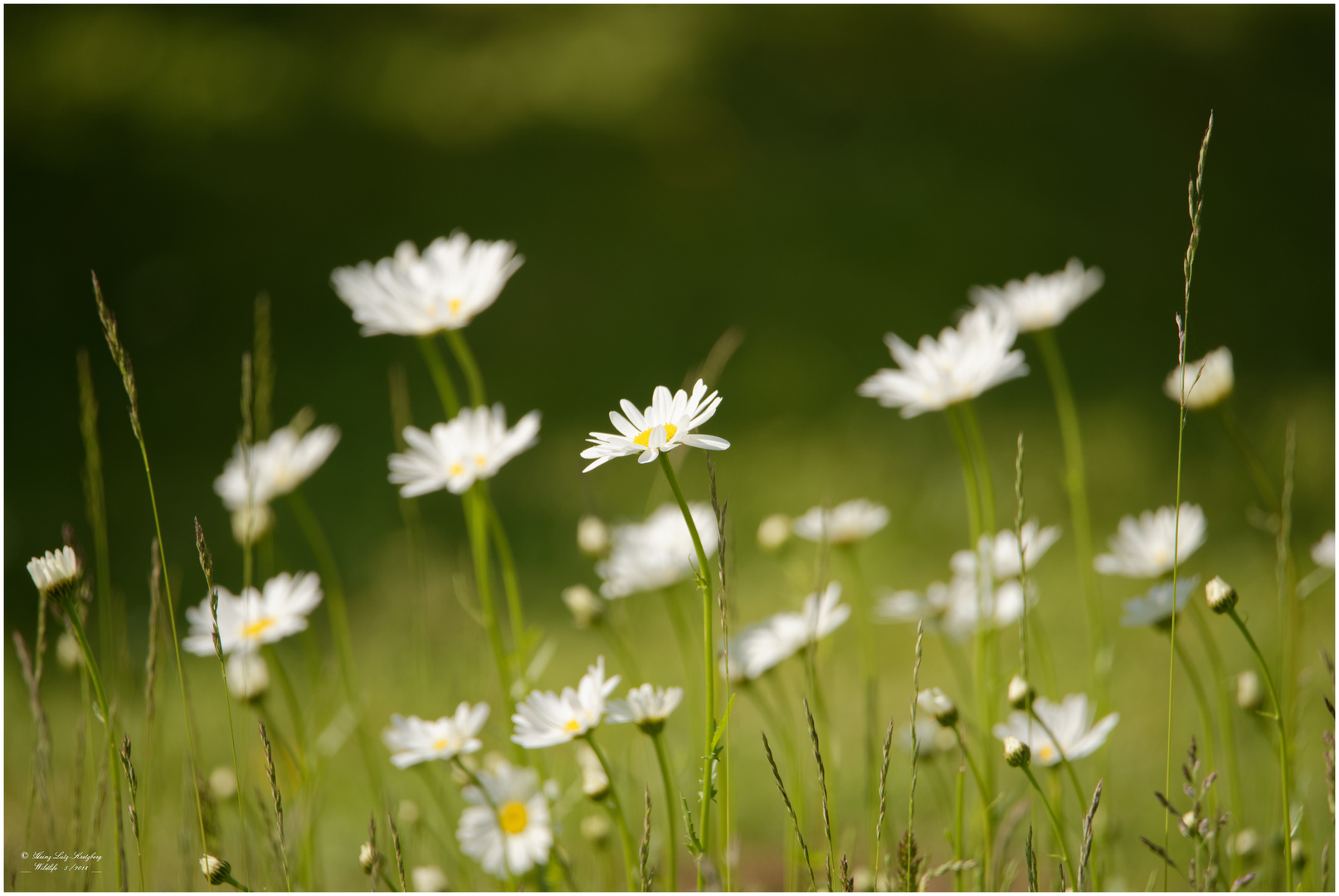 Montagsblümchen