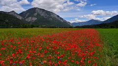 Montagsblümchen