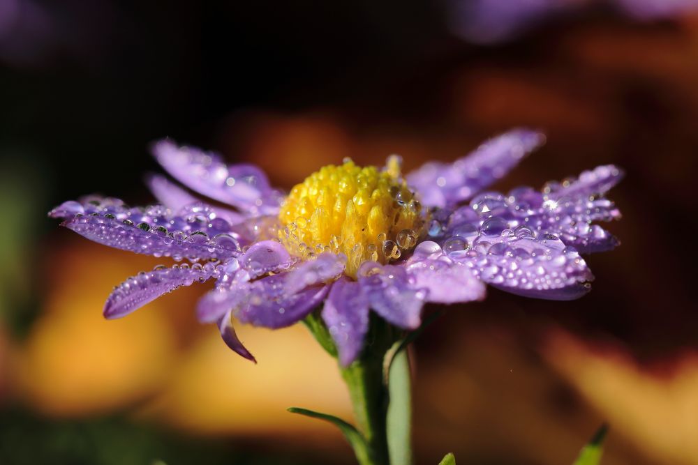 Montagsblümchen