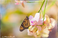 Montagsblümchen mit iTüpfelchen