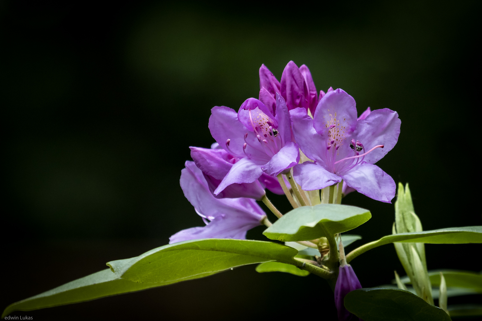 Montagsblume