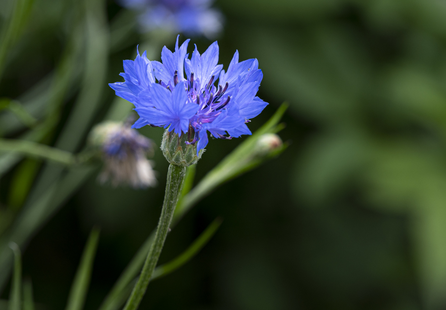 Montagsblume in blau