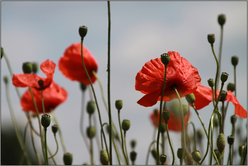 Montagsdemo der Mohnblumen,