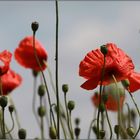 Montagsdemo der Mohnblumen,