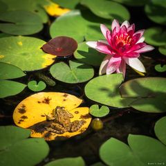 Montagsfrosch mit Blümchen