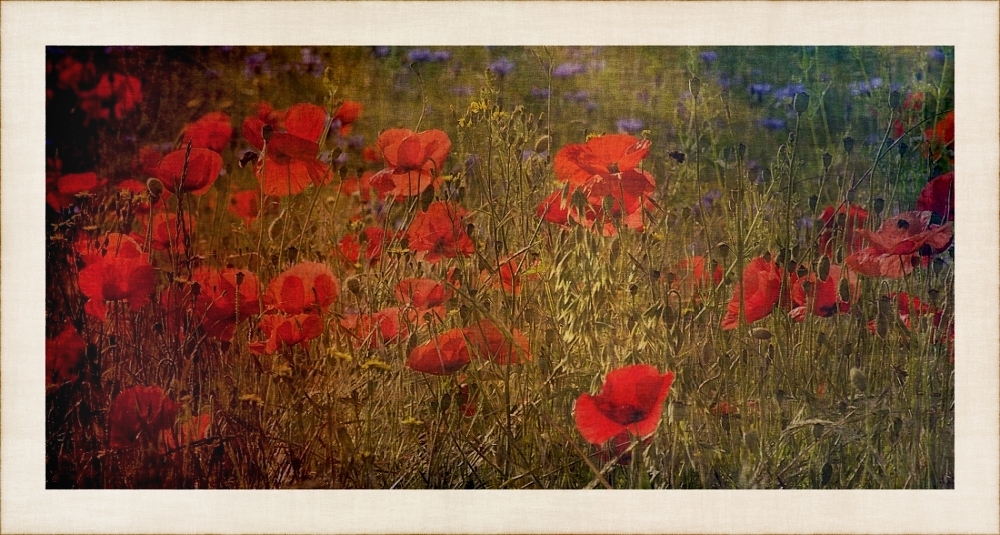 ~Montags°Mohn~