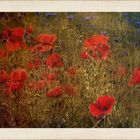 ~Montags°Mohn~