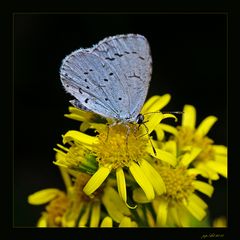 Montagsmorgenblauerbläuling....