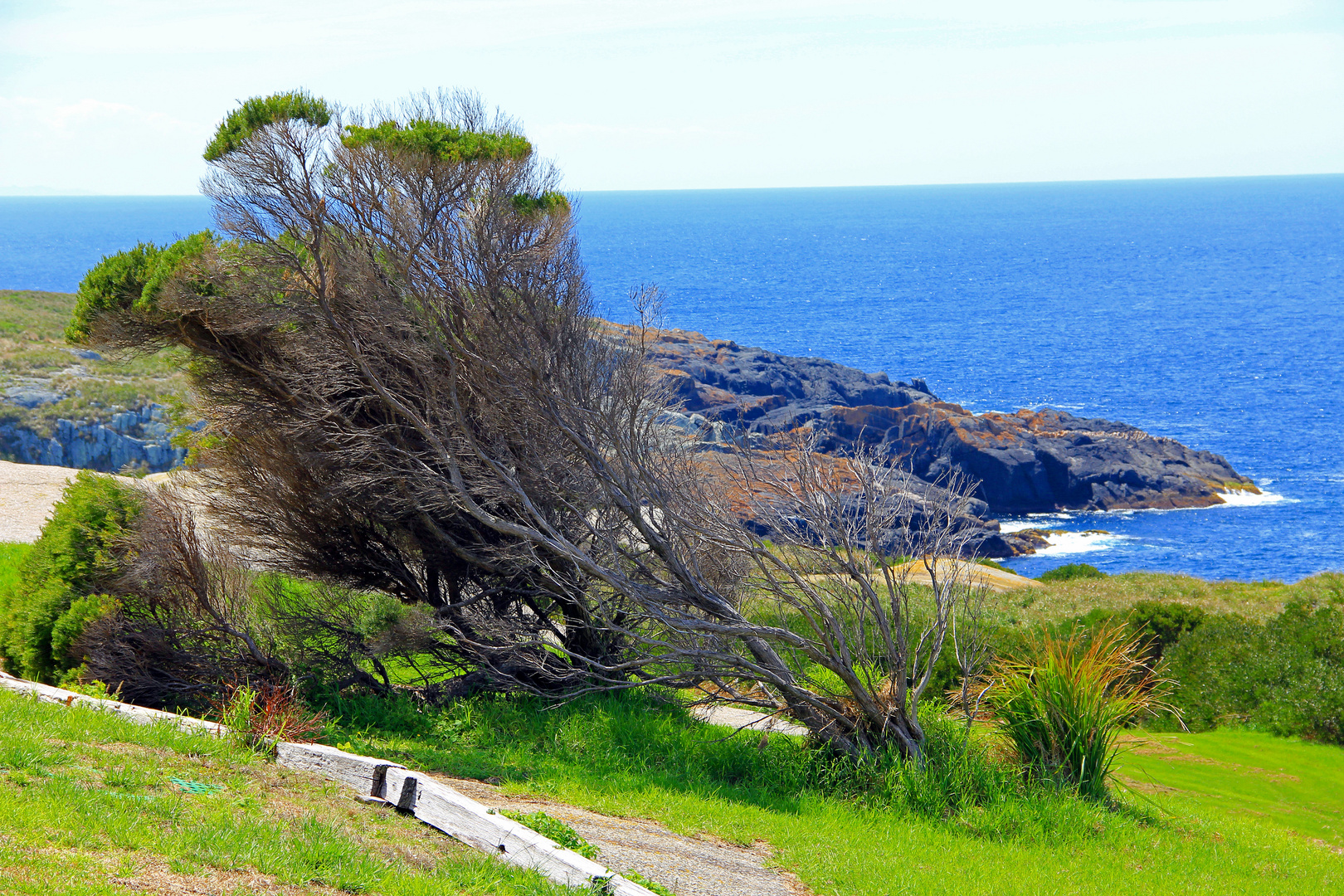 Montague Island Australia