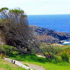 Montague Island Australia