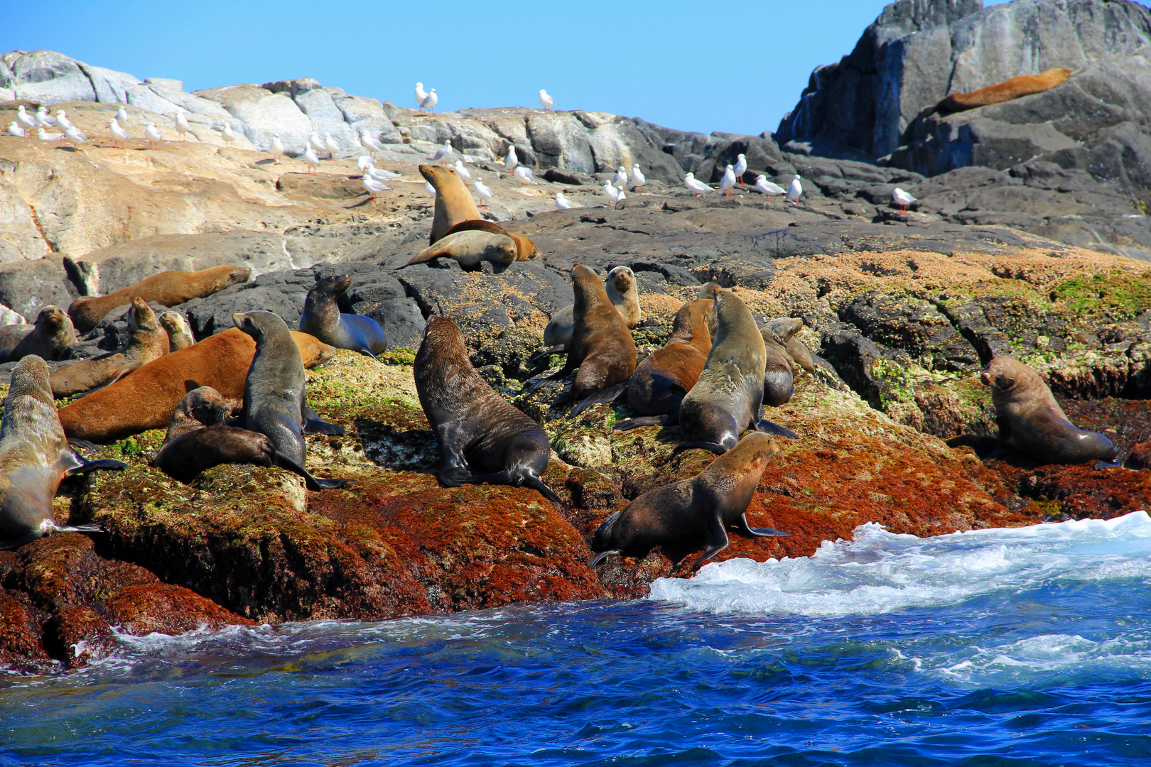 Montague Island Seals