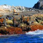 Montague Island Seals