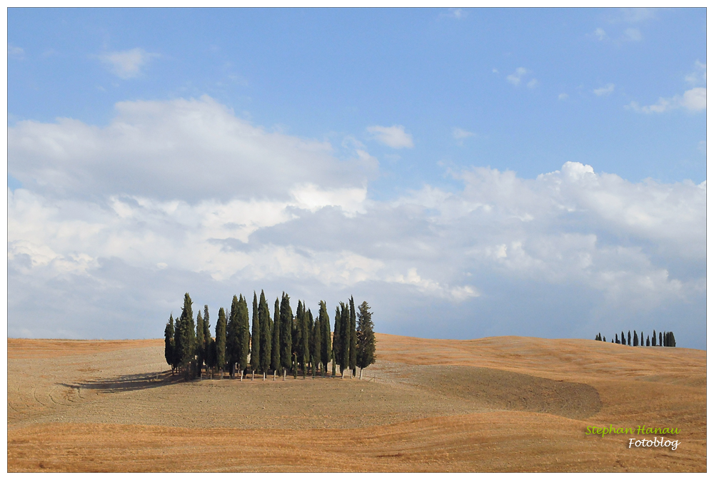 Montalcino - Baumgruppe