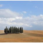 Montalcino - Baumgruppe