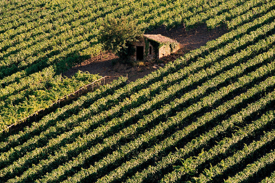 Montalcino: tramonto sulla vigna