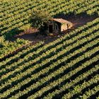 Montalcino: tramonto sulla vigna