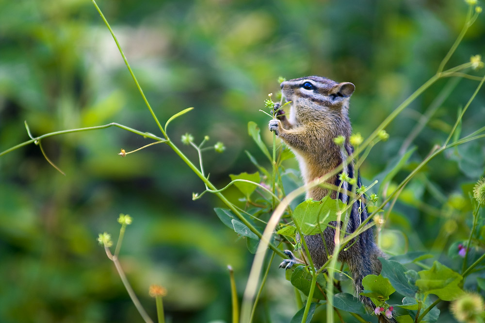 Montana - Chipmunk