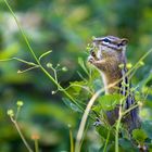 Montana - Chipmunk