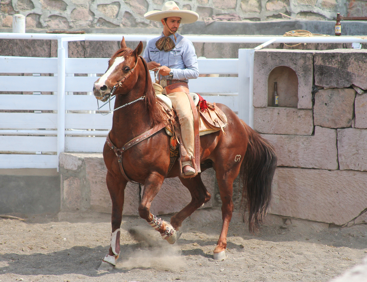 montando al garañon