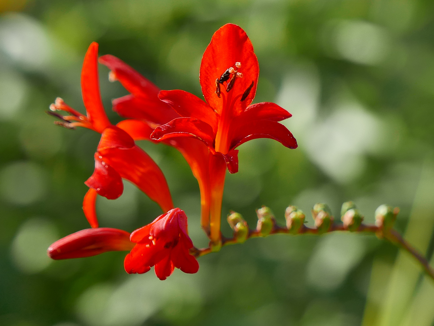 Montbretia