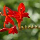 Montbretia