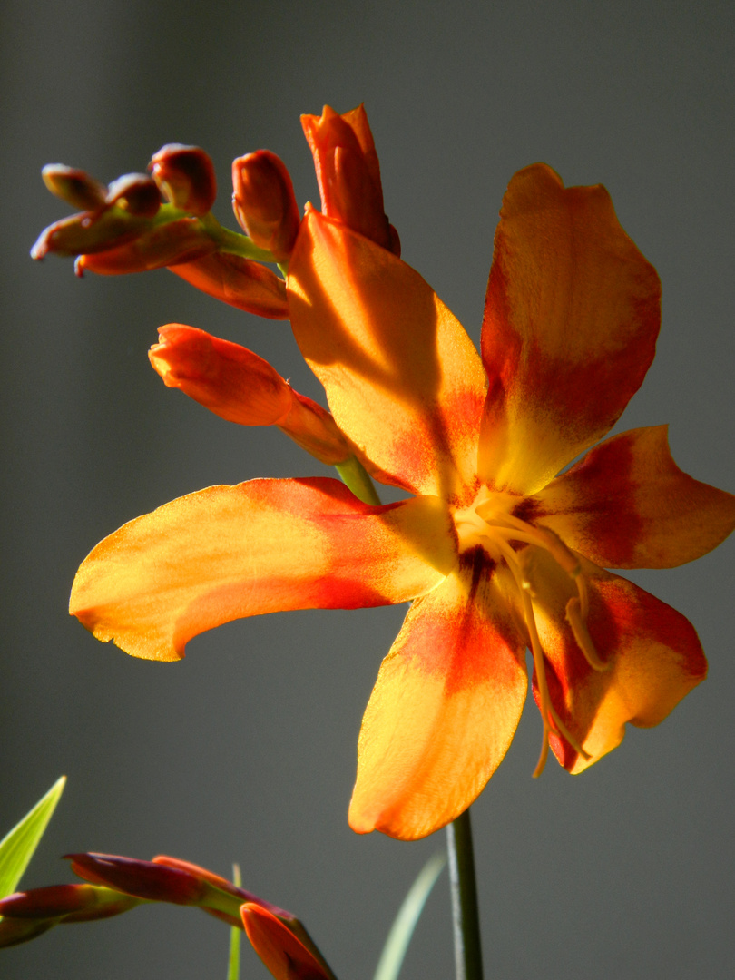 Montbretia