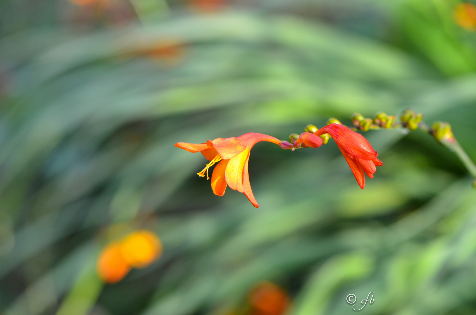 Montbretia