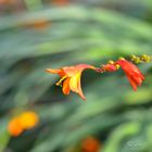 Montbretia