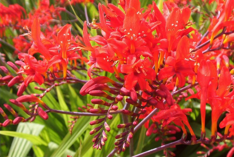 Montbretie (Crocosmia)