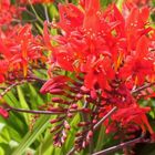 Montbretie (Crocosmia)