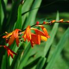 Montbretie - Crocosmia