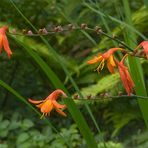 Montbretie (Crocosmia)